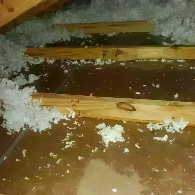 Attic Water Damage in Carriere, MS