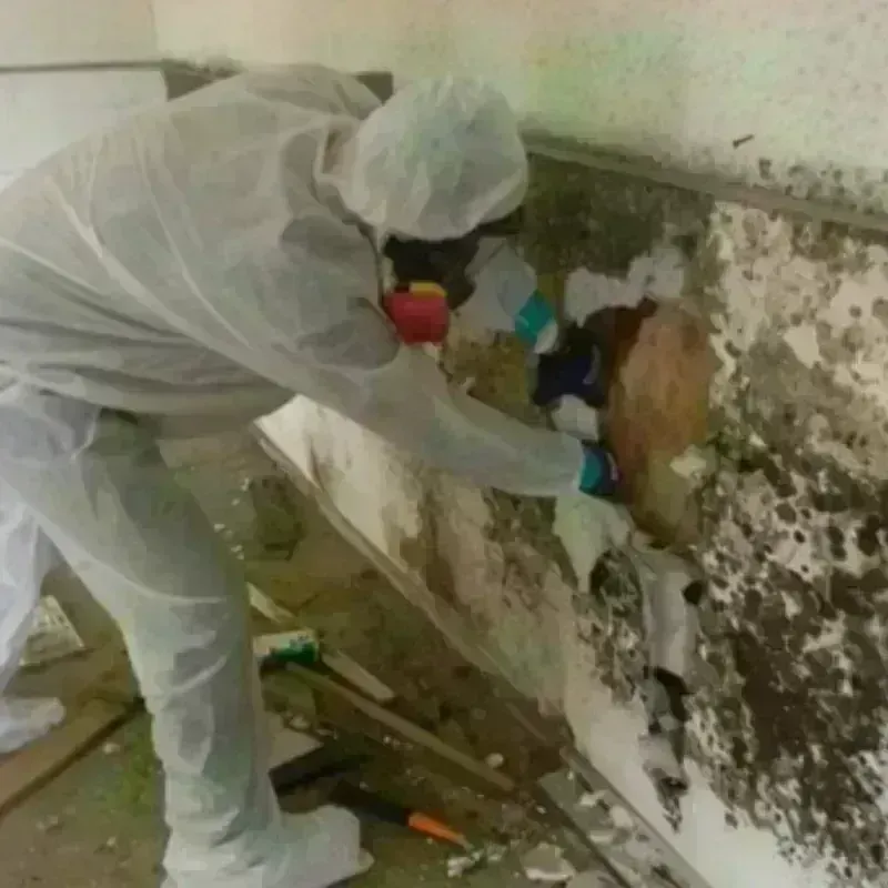 Mold Remediation and Removal in Carriere, MS